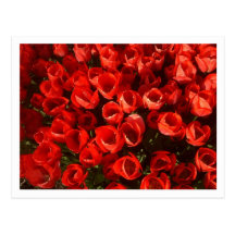 Tulips Postcards