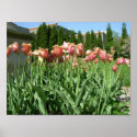 Tulips posters