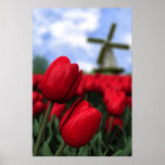 Tulips posters