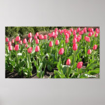 Tulips Poster