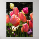 tulips posters