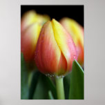 Tulips Posters