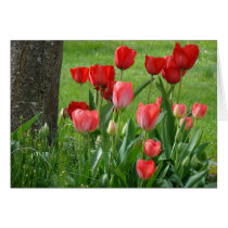 TULIPS RED TULIP FLOWERS 32 Cards Art Gifts