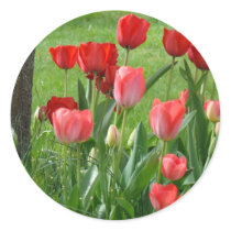 TULIPS RED TULIP FLOWERS 32 Cards Art Gifts
