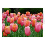 Tulips, tulips, tulips