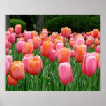 Tulips, tulips, tulips posters