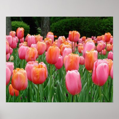 Tulips, tulips, tulips posters by SweetRascal