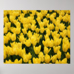 Tulp Poster
