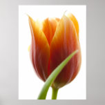 Tulpe Posterdruck