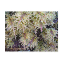Tundra Moss, Unalaska Island