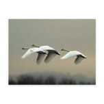 Tundra Swans postcards