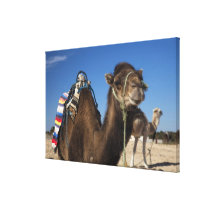Tunisia, Sahara Desert, Douz, Zone Touristique,