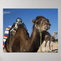 Tunisia, Sahara Desert, Douz, Zone Touristique, Posters