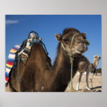 Tunisia, Sahara Desert, Douz, Zone Touristique, Posters