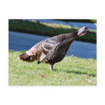 Turkey Crowing Postcard