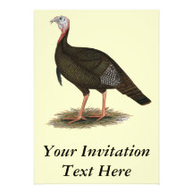 Turkey:  Eastern Wild Tom Invites