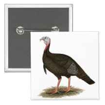 Turkey:  Eastern Wild Tom Pinback Buttons