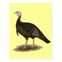 Turkey:  Eastern Wild Tom Post Cards