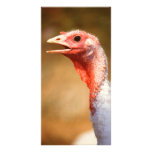 Turkey photo cards