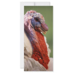 Turkey rack cards