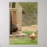 turkey & rooster print