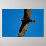 Turkey Vulture Print