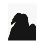 Turkey Vulture profile Postcard