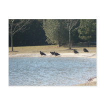 Turkey Vultures Sitting Around At The Pond. Postcard