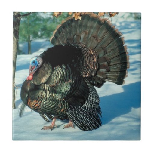 Turkey Walks In The Snow Photo Tile