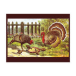 Turkeys in the Yard Eating Mash Post Cards
