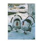 Turkeys On Farm Postcard
