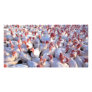 Turkeys Photo Cards