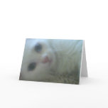 turkish angora cards