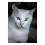 Turkish Angora Cat With Mismatched Eyes Cards