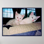 Turkish Angora Kittens Poster posters