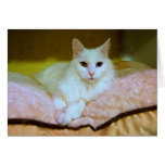 Turkish Angora Princess Cat Card