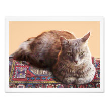 TURKISH CAT ON THE OLD CARPET PHOTOGRAPHIC PRINT