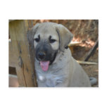 Turkish Shepherd Kangal Puppy Post Cards