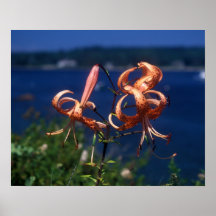 Turks Cap Lily Wildflower on Maine Coast Posters