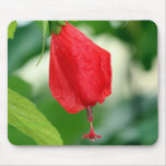 Turks Cap Red Flower Mouse Pad