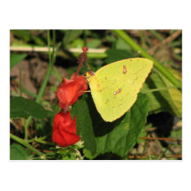 Turks Cap & Sulphur Postcard