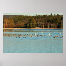 Turners Falls Canal Waterfowl Poster