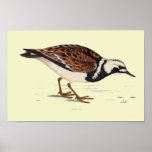 TURNSTONE PRINT