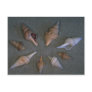 Turrids Shell Post Cards