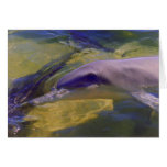 TURSIOPS ADUNCUS CARDS