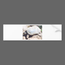 TURTLE (2) bumper stickers