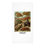 Turtle (7 Different Turtles Artforms Of Nature) photo cards