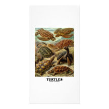 Turtle (7 Different Turtles Artforms Of Nature) Photo Cards