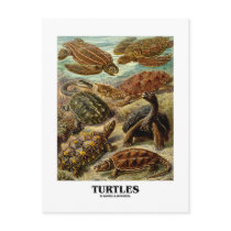 Turtle (7 Different Turtles Artforms Of Nature)