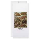 Turtle (7 Different Turtles Artforms Of Nature) rack cards